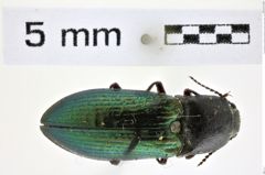 Foto (Dorsalansicht) von Selatosomus (Selatosomus) confluens confluens (Gebler, 1829) (NHMW-ZOO-COL-0008377)